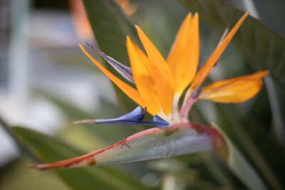 Papier peint  Closeup shot of a Strelitzia reginae or bird of paradise flower with sharp orange petals