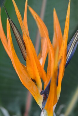 Papier peint  Closeup shot of an orange strelitzia flower on a blurred green background