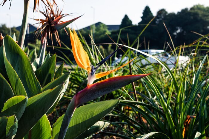 Papier peint  Closeup shot of crane flower (Strelitzia reginae) blooming in a garden