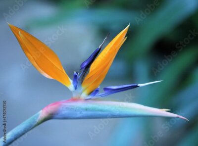 Papier peint  Closeup shot of Strelitzia flower