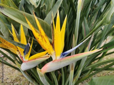 Papier peint  Closeup shot of strelitzia reginae or birds of paradise flowers grown in a garden