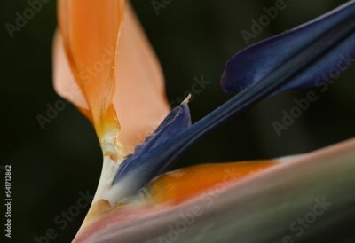 Papier peint  Closeup shot of strelitzia reginae or birds of paradise flowers grown in tropical garden