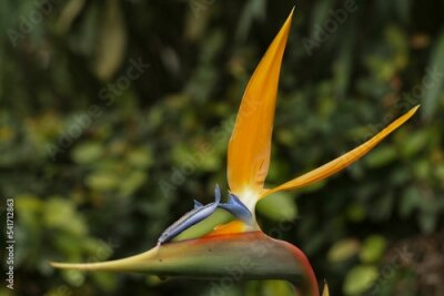 Papier peint  Closeup shot of strelitzia reginae or birds of paradise flowers grown in tropical garden