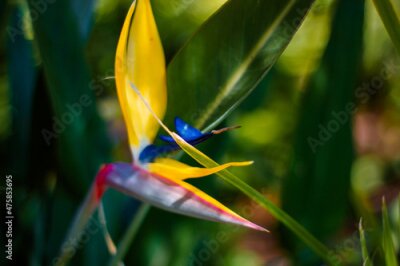Papier peint  Closeup shot of the beautiful Strelitzia blooming in the garden in San Diego, California