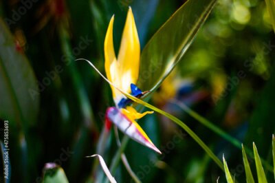 Papier peint  Closeup shot of the beautiful Strelitzia blooming in the garden in San Diego, California