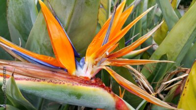 Papier peint  Closeup, Strelitzia, Reginae, fleur, (oiseau, paradis, fleur)
