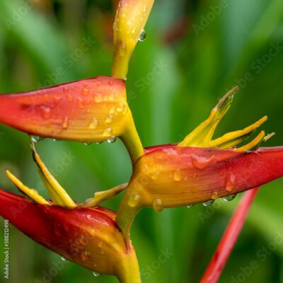 Papier peint  Closeup view of bright red orange and yellow strelitzia bird of paradise flower after the rain on natural background