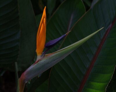 Papier peint  Closeup view of fresh opening bloom of colorful tropical strelitzia reginae aka bird of paradise or crane flower on dark natural background