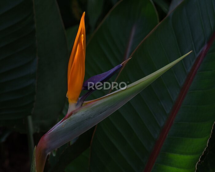 Papier peint  Closeup view of fresh opening bloom of colorful tropical strelitzia reginae aka bird of paradise or crane flower on dark natural background