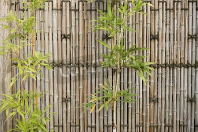 Papier peint  Clôture en feuilles de bambou