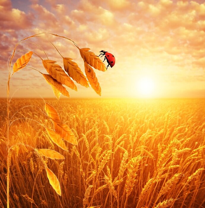 Papier peint  Coccinelle assise sur le blé