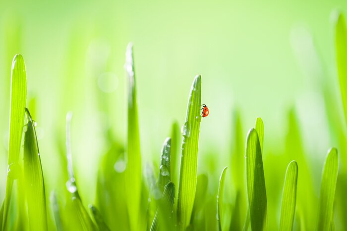 Papier peint  Coccinelle sur un brin d'herbe