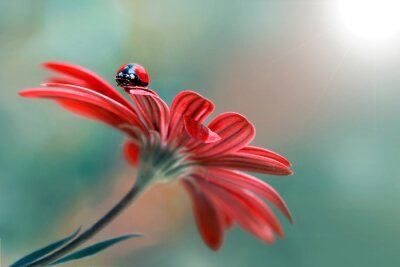Coccinelle sur une fleur rouge