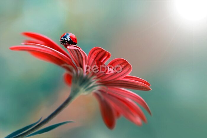 Papier peint  Coccinelle sur une fleur rouge