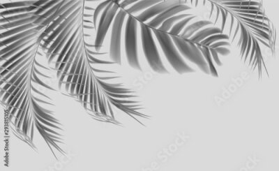 Coin palmier ombragé