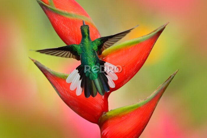 Papier peint  Colibri, blanc, queue, sabrewing, voler, suivant, beau, strelitzia, rouge, fleur