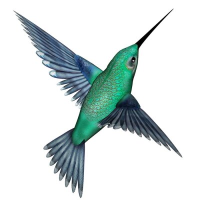 Colibri coloré sur fond clair