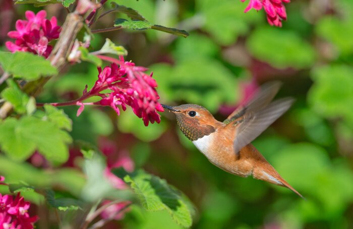 Papier peint  Colibri entre des fleurs