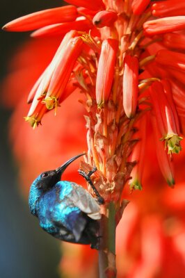 Colibri et fleurs rouges