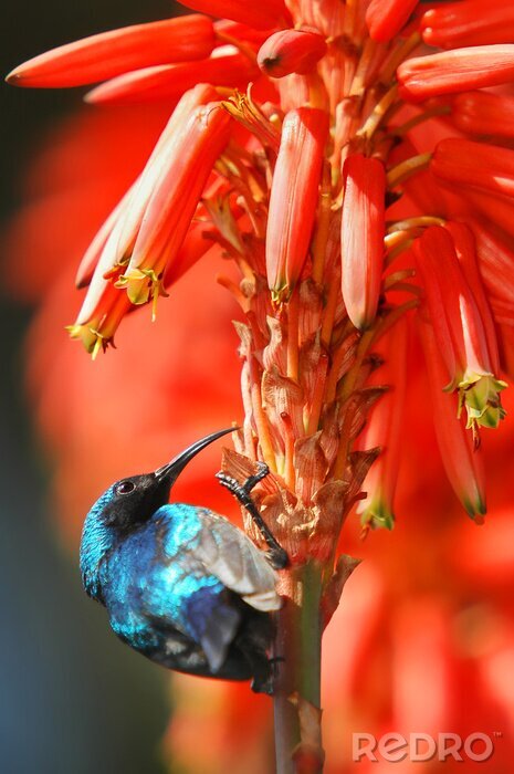 Papier peint  Colibri et fleurs rouges