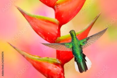 Papier peint  Colibri Sabrewing à queue blanche volant à côté de la belle fleur rouge Strelitzia. Scène de la faune de la forêt tropicale. Nectar de succion d'oiseau issu de la floraison, comportement des animaux, 