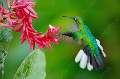 Papier peint  Colibri Sabrewing à queue blanche volant à côté de la belle fleur rouge Strelitzia. Scène de la faune de la forêt tropicale. Nectar de succion d'oiseau issu de la floraison, comportement des animaux, 