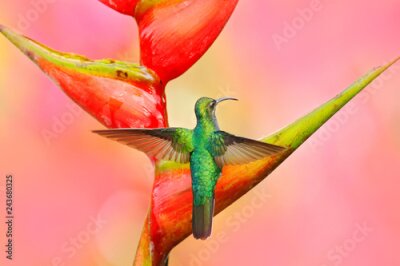 Papier peint  Colibri Sabrewing à queue blanche volant à côté de la belle fleur rouge Strelitzia. Scène de la faune de la forêt tropicale. Nectar de succion d'oiseau issu de la floraison, comportement des animaux, 