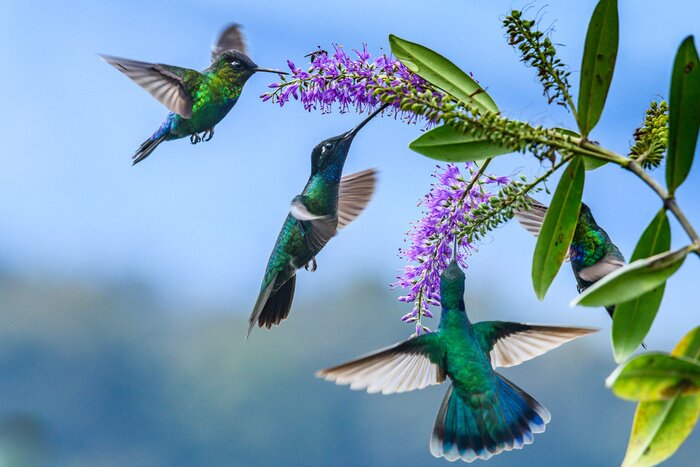 Papier peint  Colibris buvant du nectar