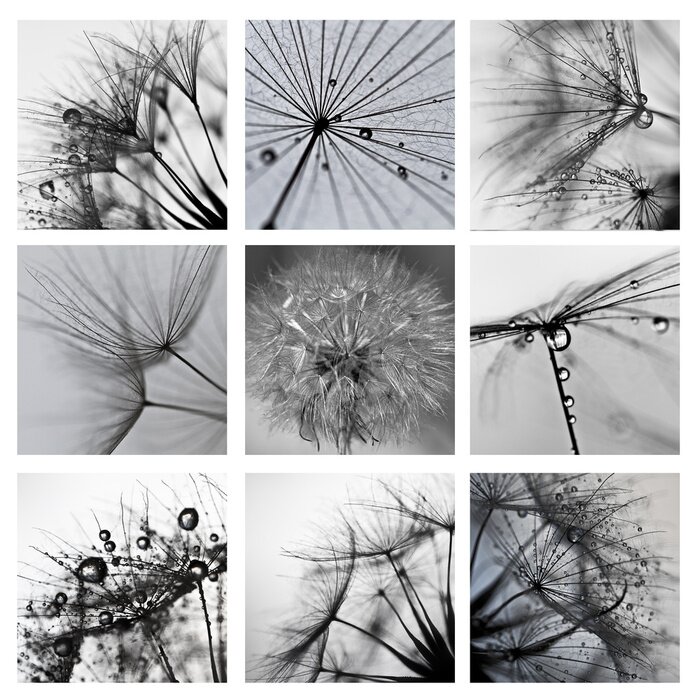 Papier peint  Collage de pissenlits