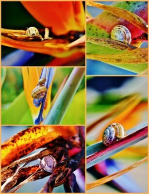 Papier peint  Collage de Strelitzia Reginae fleur avec escargot