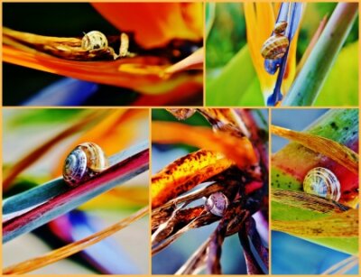 Papier peint  Collage de Strelitzia Reginae fleur avec escargot