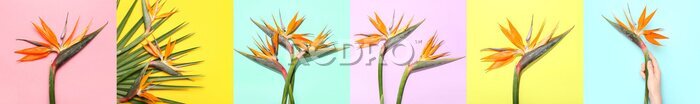 Papier peint  Collage with beautiful strelitzia flowers on colorful background