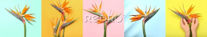 Papier peint  Collage with beautiful strelitzia flowers on colorful background