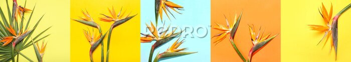 Papier peint  Collage with beautiful strelitzia flowers on colorful background