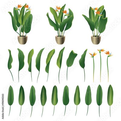 Papier peint  Collection de fleurs et de feuilles de Strelitzia reginae. Illustration vectorielle