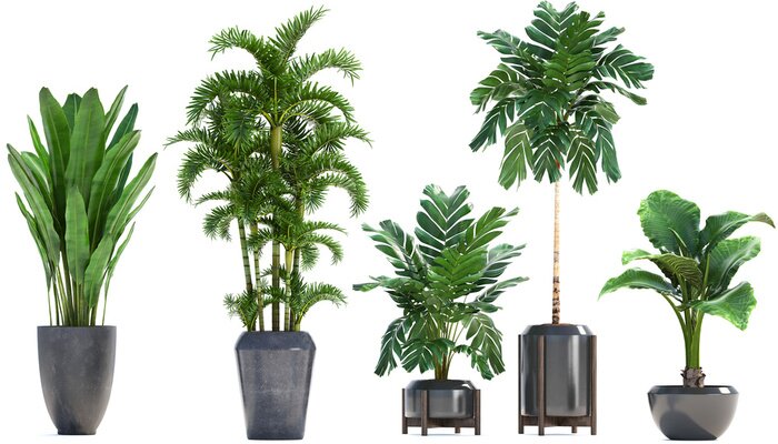 Papier peint  Collection de plantes exotiques dans un pot sur un fond blanc