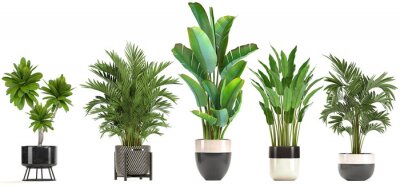 collection de plantes ornementales en pots
