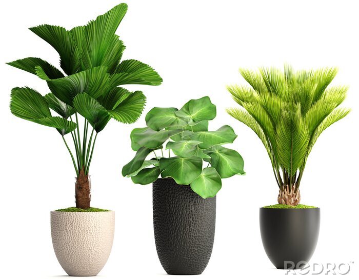 Papier peint  collection de plantes ornementales en pots