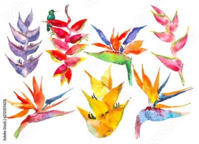 Papier peint  Collection florale simple et tendance. Aquarelle de fleurs de calathea, strelitzia. Imprimé jungle tropicale. Ensemble exotique pour textile, papier peint, surface, décoration d'été, affiches, invitat