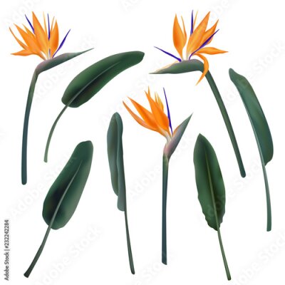 Papier peint  Collection illustration vectorielle Strelitzia Reginae fleur isolée sur blanc. Ensemble de conception réaliste de feuilles vertes, orange et violette. Plante sud-africaine, dite grue ou oiseau de para