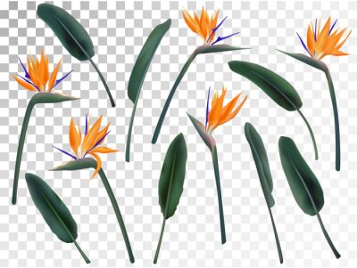 Papier peint  Collection illustration vectorielle Strelitzia Reginae fleur isolée sur transparent. Ensemble de conception réaliste de feuilles vertes, orange et violette. Plante d'Afrique du Sud, dite grue ou oisea