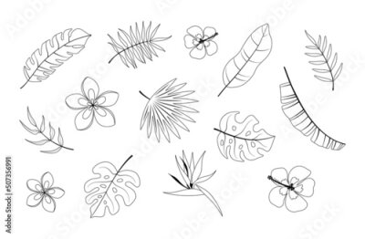 Papier peint  Collection of exotic tropical leaves and flowers: banana palm, plumeria, hibiscus, strelitzia, monstera. Vector elements of summer design made of black lines drawn by hand.