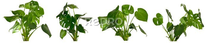 Papier peint  collection of green leaves of Monstera deliciosa / Alocasia Wentii / Strelitzia Nicolai plant isolated on transparent background, compositing footage, alpha, forest, nature, jungle, tropical follage