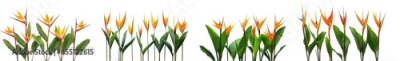 Papier peint  collection of  of orange Strelitzia Reginae tropical flowers, isolated on a transparent background. PNG, cutout, or clipping path.	
