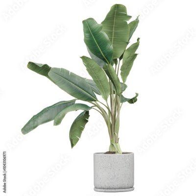 Papier peint  Collection of Strelitzia nicolai plant in Planter Box