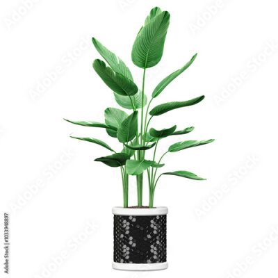 Papier peint  collection of Strelitzia nicolai plant in pot with realistic style