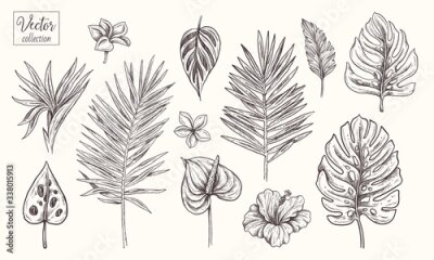 Papier peint  Collection of tropical plants, leaves and flowers. Vector Hand Drawn Sketch Botanical Illustration. Highly detailed plant. Palm leaves. Monstera, Plumeria, hibiscus, Strelitzia reginae, Anthurium 