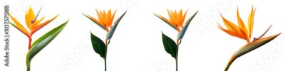 Papier peint  collection Set of A Strelitzia retinae flower isolated, on a transparent background cutout, PNG file