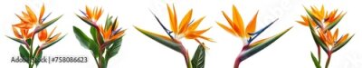 Papier peint  Collection set stalk bunch of crane Strelitzia Reginae bird of paradise flower floral on transparent background cutout, PNG file. Mockup template artwork graphic design