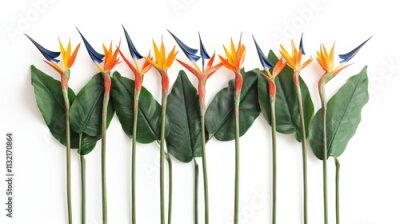 Papier peint  Collection set tall stalk bunch of crane Strelitzia Reginae bird of paradise flower floral on white background cutout file Mockup template artwork graphic design